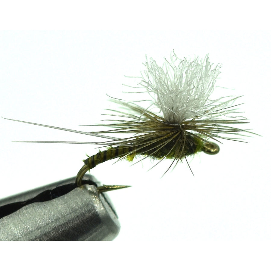 GT Adult - BWO
