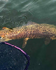 Guide Trip Trout Spey