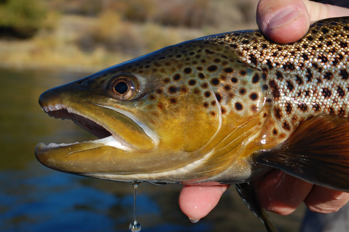 Guide Trip Below Holter Dam – The Trout Shop