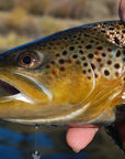 Guide Trip Below Holter Dam