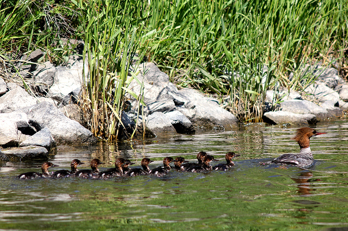 Guide Trip October 15 to March 31 Below Holter Dam