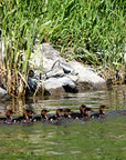 Guide Trip Below Holter Dam