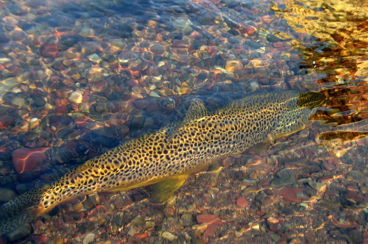 Guide Trip October 15 to March 31 Below Holter Dam