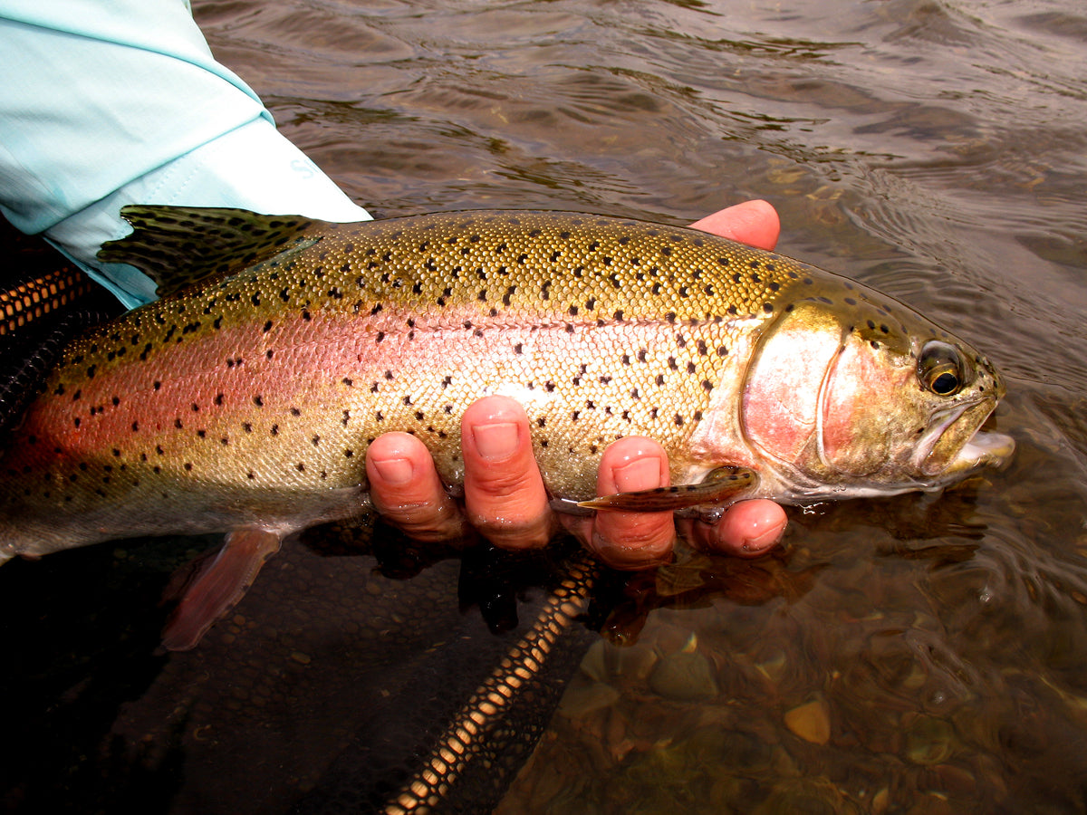 Guide Trip October 15 to March 31 Below Holter Dam