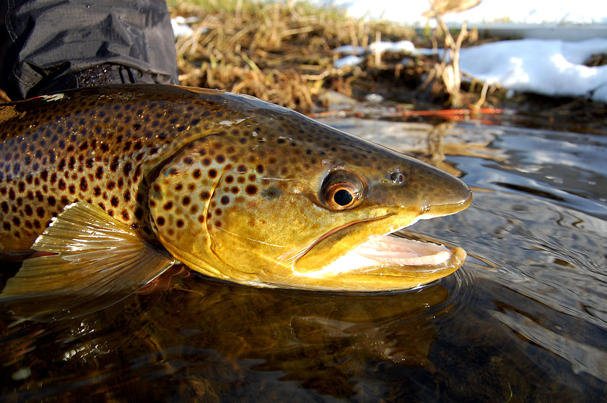 Guide Trip October 15 to March 31 Below Holter Dam