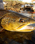 Guide Trip Below Holter Dam