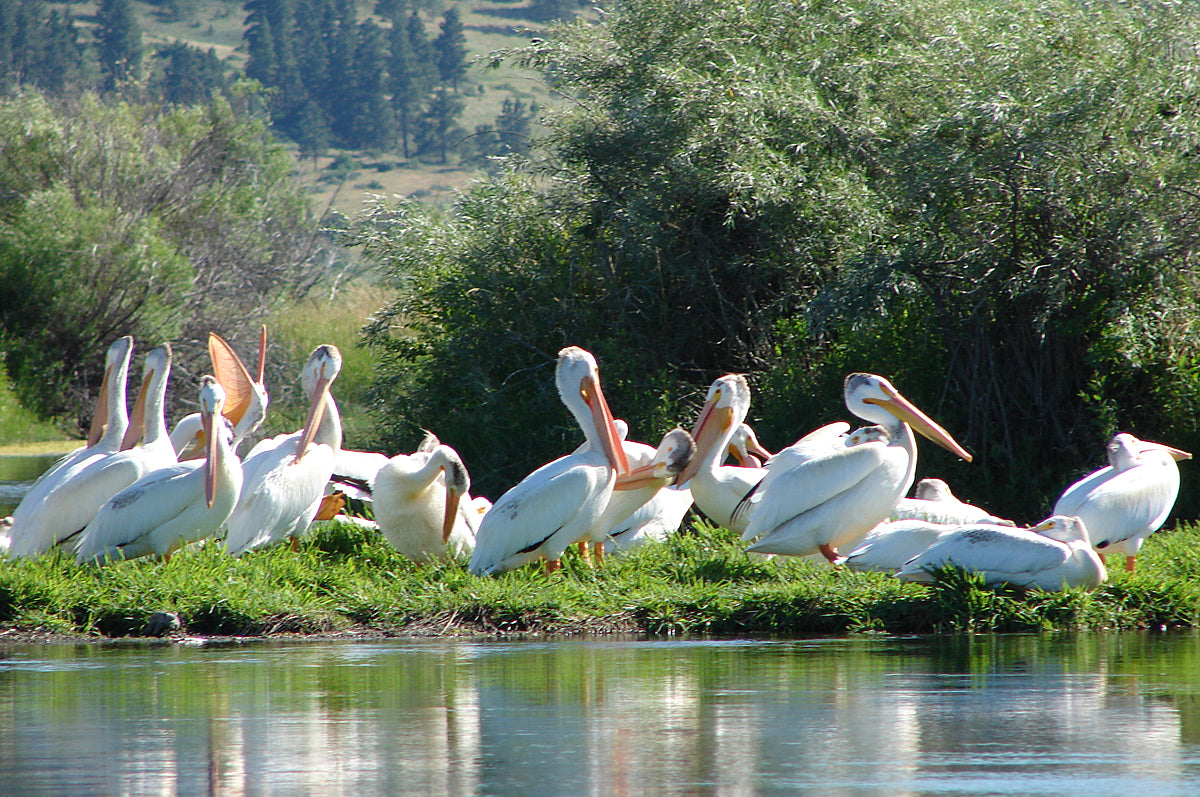 Guide Trip October 15 to March 31 Below Holter Dam