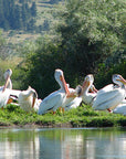 Guide Trip October 15 to March 31 Below Holter Dam