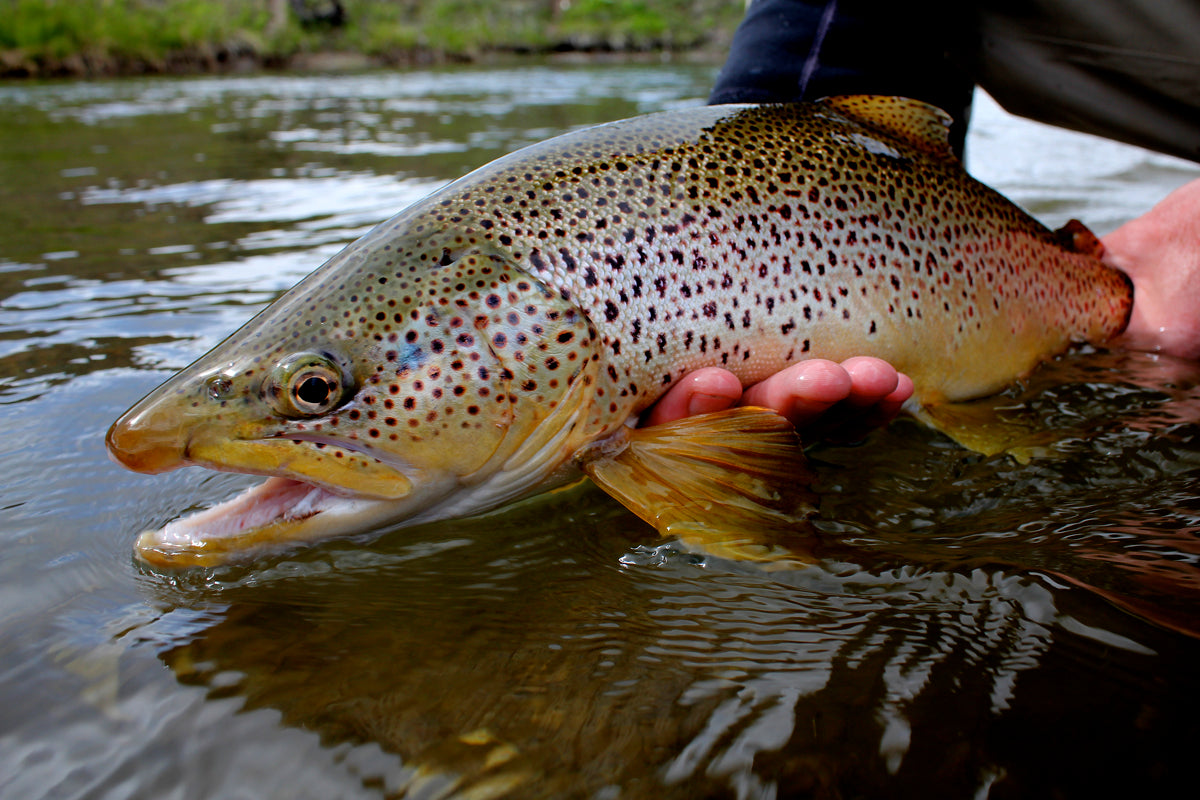 Guide Trip Below Holter Dam – The Trout Shop