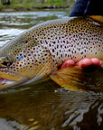 Guide Trip Below Holter Dam